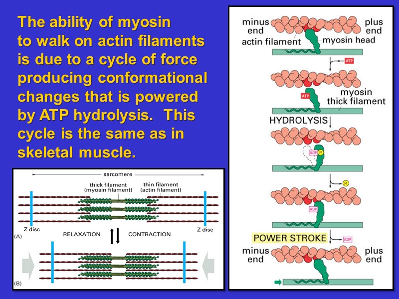 The ability of myosin to walk on actin filaments is due to a cycle The ability of myosin to walk on actin filaments is due to a cycle